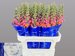Antirrhinum Avignon Deep Orange 75cm