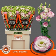 Eustoma Double Croma Bridal Kiss 70cm