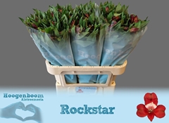 Alstroemeria Rockstar 75cm 80gr.