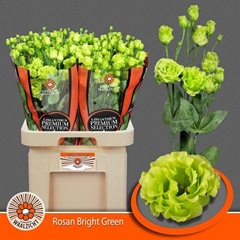 Eustoma Double Rosanne Bright Green 70cm