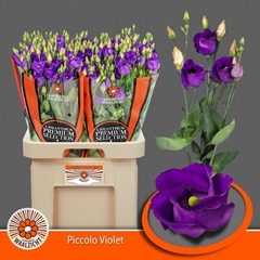 Eustoma Single Piccolo Violet 70cm