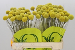 Craspedia Globosa Paintball Popup 60cm
