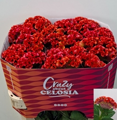 Celosia Punch 80cm