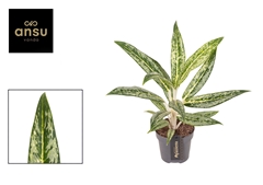 Aglaonema Matcha Lemon 12Ø 40cm