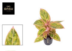 Aglaonema Salmon Fantasy 12Ø 30cm