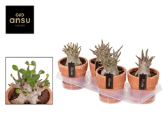 Adenium Ansu Baobab 17Ø 25cm