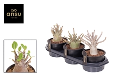 Adenium Ansu Baobab 15Ø 30cm