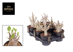 Adenium Ansu Baobab 12Ø 25cm