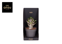 Adenium Ansu Baobab 12Ø 25cm