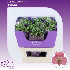 Alstroemeria Avianna 75cm 80gr.