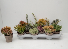 Crassula Mixed 10Ø 20cm