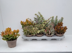 Crassula Mixed 12Ø 22cm