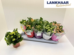 Kalanchoe Double Perfecta Mix 12Ø 24cm