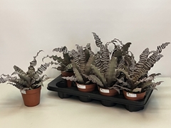 Cryptanthus Zonatus 9Ø 22cm