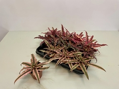 Cryptanthus Mix 9Ø 12cm