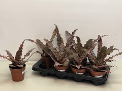 Cryptanthus Mix 12Ø 23cm
