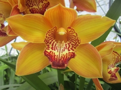 Cymbidium Esther 80cm