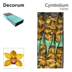 Cymbidium Esther 60cm