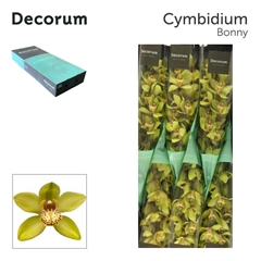 Cymbidium Bonny 80cm