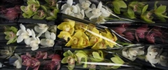 Cymbidium Mix 50cm