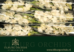 Cymbidium Early White 80cm