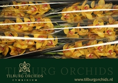 Cymbidium Esther 80cm
