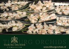 Cymbidium Antonella 60cm