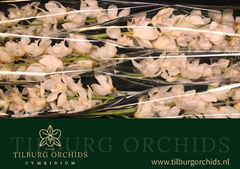 Cymbidium Antonella 80cm