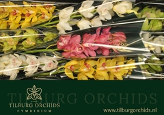 Cymbidium Mix 60cm