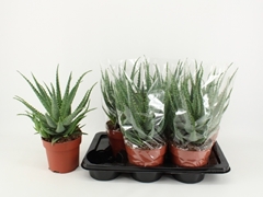 Aloe Arborescens 17Ø 40cm