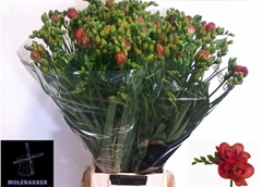 Freesia Double Red Bell 70cm 30gr.