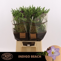Freesia Single Indigo Beach 55cm 15gr.