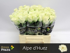 Rosa Alpe Dhuez 40cm