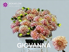 Dahlia Giovanna 60cm