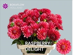 Dahlia Raspberry Delight 60cm