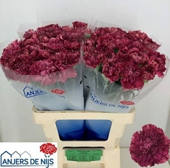 Dianthus Single Viper Wine 60cm