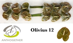 Anthurium Olivius 13cm Hd