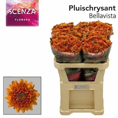 Chrysanth Single Bellavista 70cm 65gr.