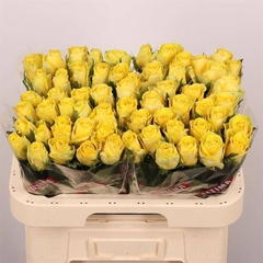 Rosa Good Times 60cm