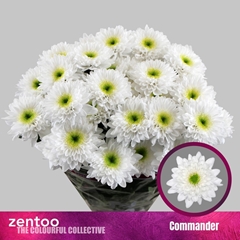 Chrysanth Spray Commander 70cm 10gr.