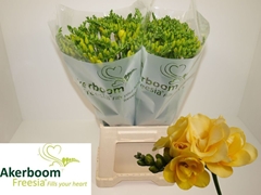 Freesia Double Marseille 50cm 20gr.
