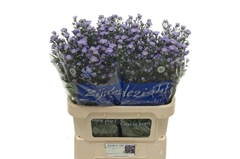Aster Cassandra 80cm 35gr.