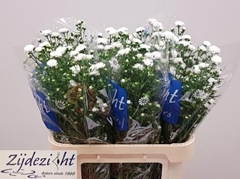 Aster Cassy 80cm 25gr.