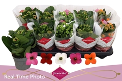 Kalanchoe Single Mix 5 Colours 10Ø 22cm