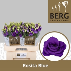 Eustoma Double Rosita Blue 70cm