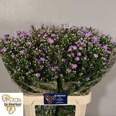 Aster Cassandra 85cm 40gr.