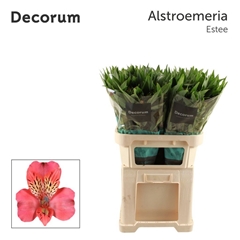 Alstroemeria Estee 75cm 75gr.
