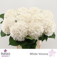 Hydrangea White Verena 80cm 20-22cm Hd