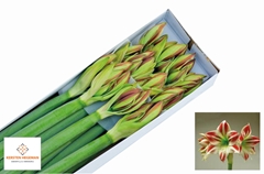 Hippeastrum Ambiance 85cm