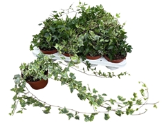 Hedera Helix Mix 3 Pieces 13Ø 40cm
